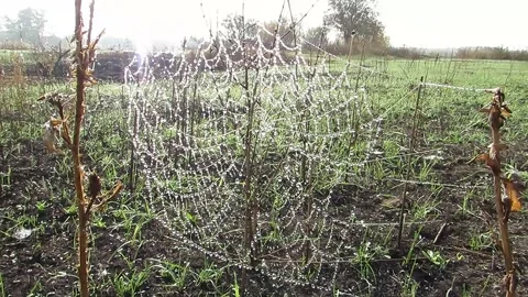 Cobweb stretched over stems in dew in sunlight Video stock 141073530