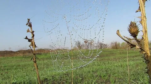 The cobweb stretched over the stems in the dew sways the wind Stock Footage 141074089