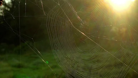 Cobweb in the sun rays Stock Footage 107341168