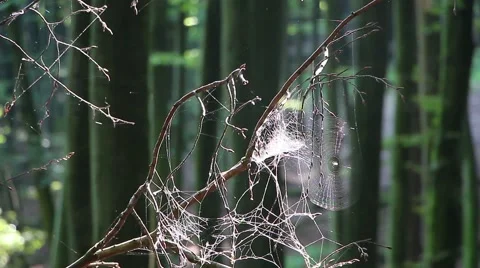 Cobweb in sunlight in the forest Stock Footage 43321554