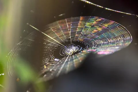 Cobweb in sunlight as refraction develops. Stock Photos