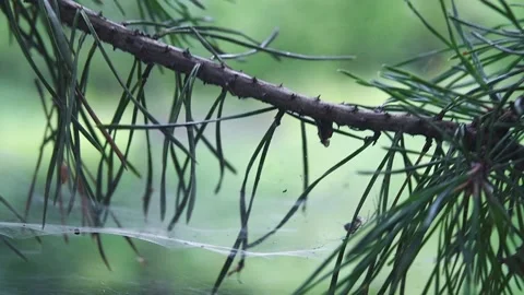 Cobweb on a swaying coniferous branch. Stock Footage 145454270