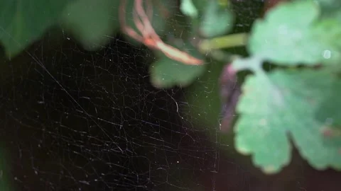 Cobweb sways in the wind against the background of green leaves Stock Footage 169793104