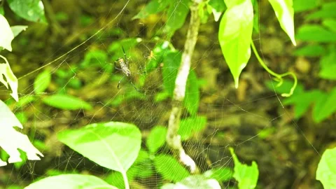 Cobweb Tension Check Vídeos de archivo 157639230