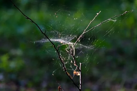 Cobweb on thin branches. Autumn landscape, close-up Stock Photos