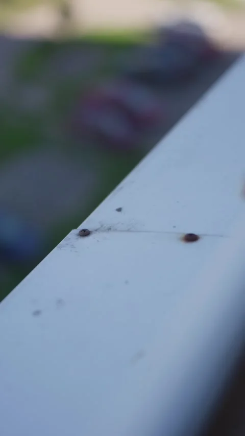 Cobweb Thread Clinging Across White Window Frame in Daylight Macro Stock Footage 347534717