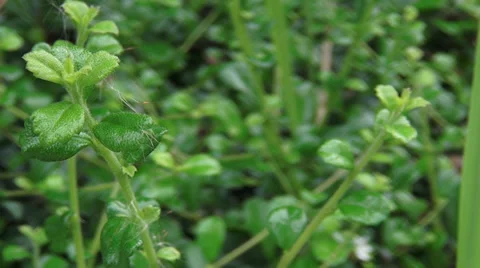 Cobweb top tree Video stock 38321947