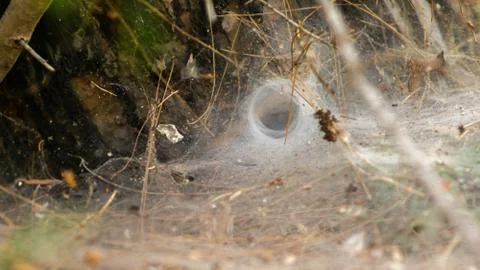 Cobweb trap very thick durable, summer Stock Photos