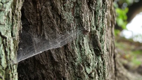 Cobweb at a tree in summer 스톡 동영상 78412627
