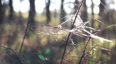 Cobweb on a Tree at Sunset Stock Footage 55885184