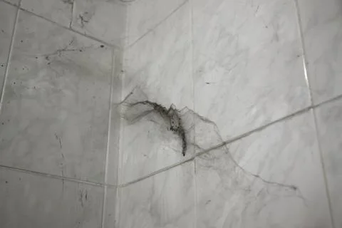 Cobweb on wall Stock Photos