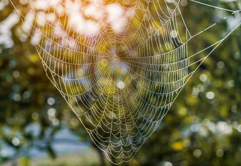 Cobweb in warm sunlight background and bokeh. Stock-Fotos