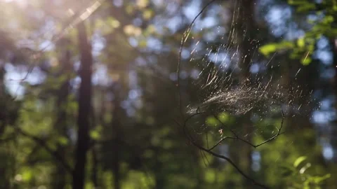 The cobweb weighs on a tree branch in a summer green forest Stock Footage 156796160