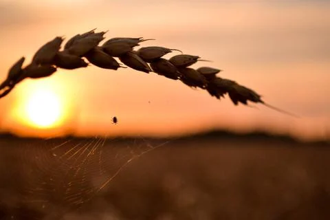 Cobweb on wheat shining in the sun Stock Photos