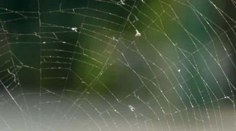 Cobweb which moves in the air stream produced is passing cars on the road 72p Stock Footage 68454159