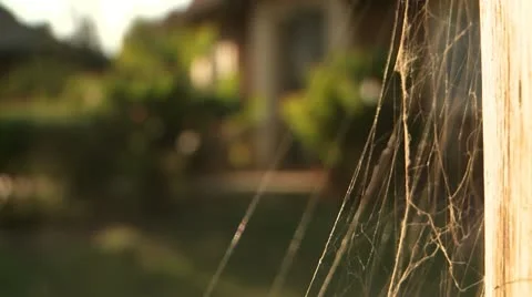 Cobweb on the wind 1 Video stock 11470946