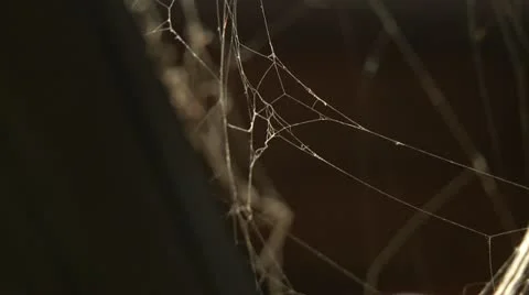Cobweb on the wind 2 Stock Footage 11471120