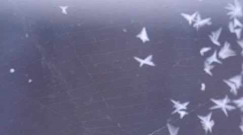 Cobweb in the wind Video stock 24939094