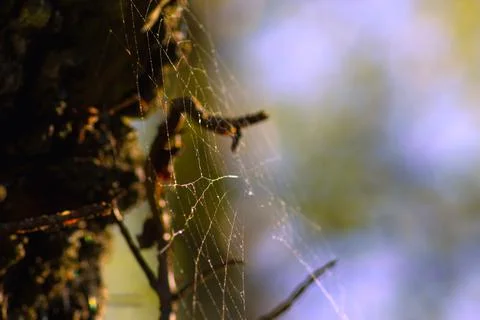 Cobweb woven on tree branches Stock Photos