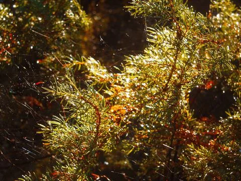 Cobweb-wrapped juniper Stock Photos