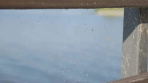 Cobwebs and lake background Stock Footage 205317699
