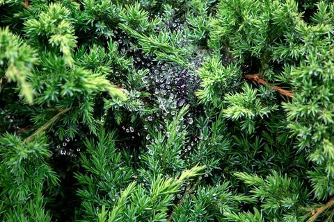 Cobwebs on branches of pine bush with dew drops. Stock Photos