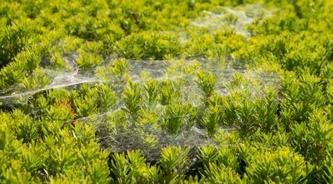 Cobwebs on the bushes Stock Photos