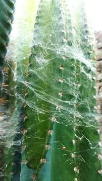 Cobwebs on a cactus tree Stock Photos
