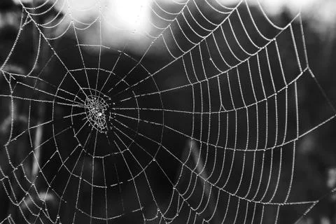 Cobwebs with dew Stock Photos