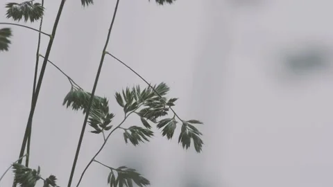Cobwebs in dewdrops on a plant stem close-up Stock Footage 172280622