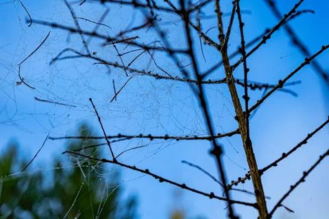 Cobwebs with drops after rain on tree branches. Morning dew clinging to spide Stock Photos