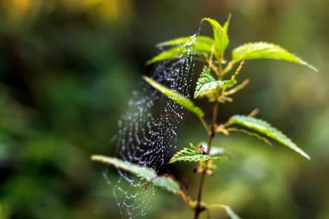 Cobwebs in the drops of rain Stock Photos