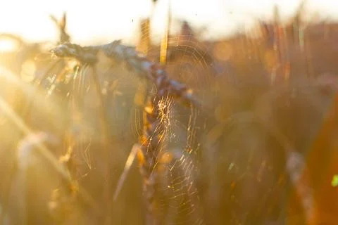 Cobwebs on ears of wheat in the rays of the setting sun.Background of ripen.. Foto stock