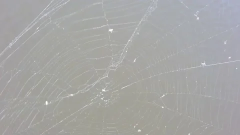 Cobwebs fluttering in wind. Close-up. White threads of cobweb. Stock Footage 142399499
