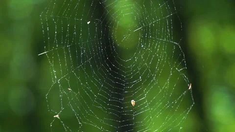 Cobwebs in the forest with dew drops. Stock Footage 107862736