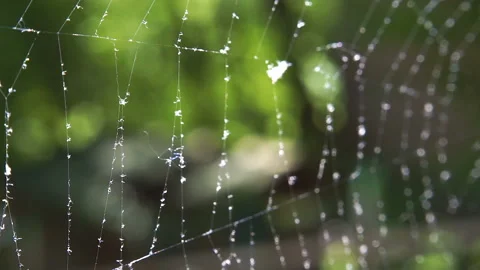 Cobwebs in the forest with dew drops. Stock Footage 107906543