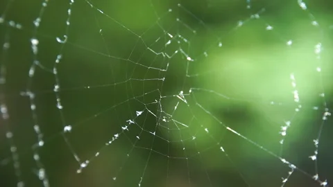 Cobwebs in the forest with dew drops. Stock Footage 108024784