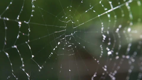 Cobwebs in the forest with dew drops. Stock Footage 108090714