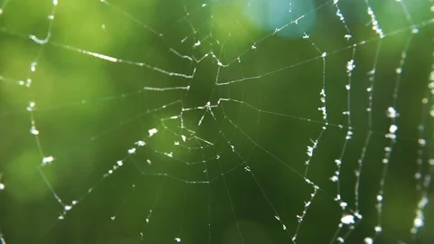 Cobwebs in the forest with dew drops. Stock Footage 108381182