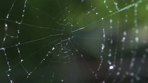 Cobwebs in the forest with dew drops. Stock Footage 108527570