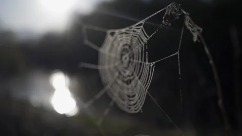 Cobwebs in the forest with dew drops Stock Footage 130302083