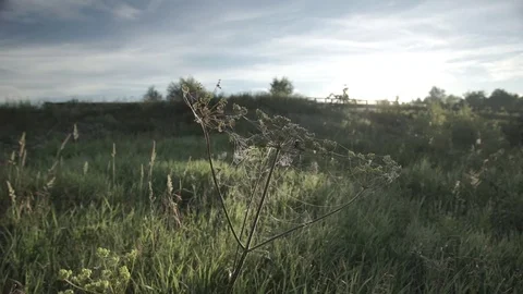 Cobwebs on the grass on a sunny day Stock Footage 71273003