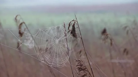Cobwebs on the grass in the wind . Full hd Video picture. Stock Footage 189997173