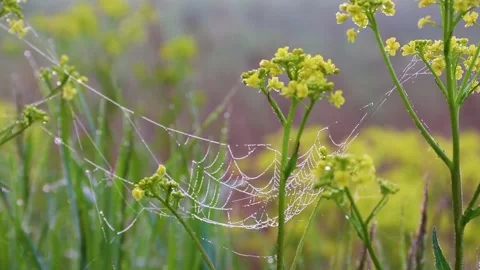 Cobwebs on the grass in the wind . Full hd Video picture. Stock Footage 189997318