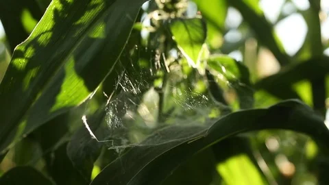 Cobwebs on the leaves of the corn Stock Footage 73940502