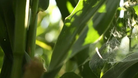 Cobwebs on the leaves of the corn Stock Footage 73940546