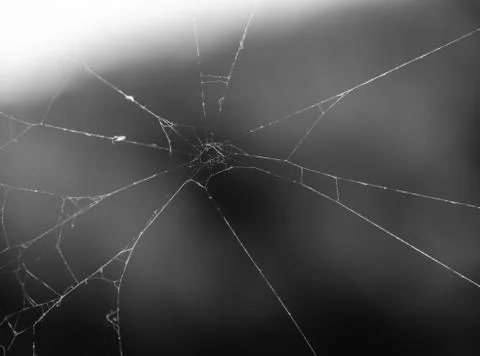 Cobwebs in the nature Stock Photos