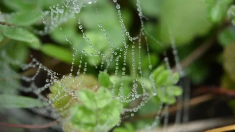 The cobwebs in the raindrops flutter in the wind Stock Footage 152277040
