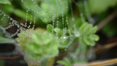 The cobwebs in the raindrops flutter in the wind Stock Footage 152277048