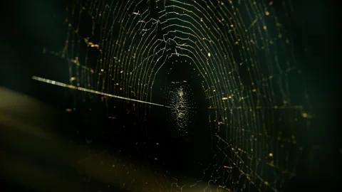 Cobwebs in the setting sun flutter in the wind. The spider guards its prey. Stock Footage 130494056